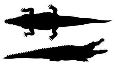 Crocodille