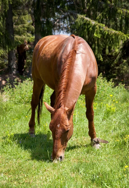 Pferd — Stockfoto