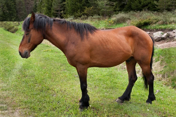 Cavalo — Fotografia de Stock