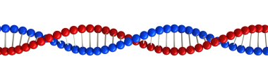 DNA yapısı