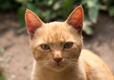 kedi