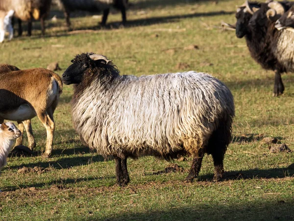 Sheeps Herd Out Feed Mountain — Stock Photo, Image