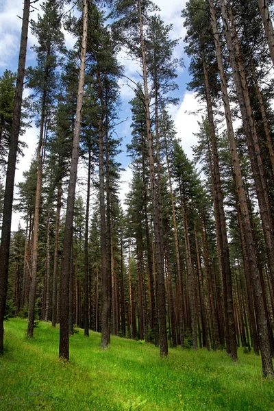 Skog – stockfoto