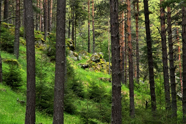 Skog – stockfoto