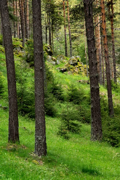 Foresta — Foto Stock