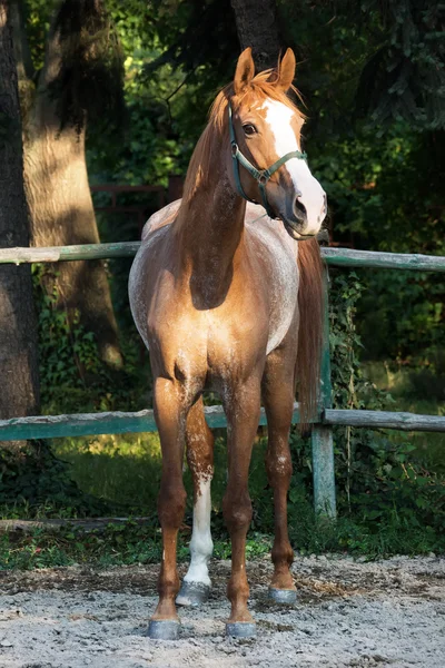 Häst — Stockfoto