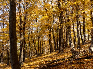 Ağaçlar ve sarı renkli yaprakları ile sonbahar sahne 