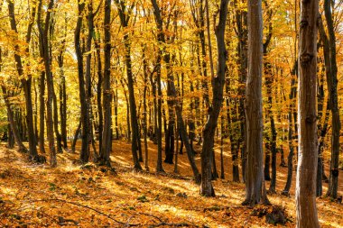 Ağaçlar ve sarı renkli yaprakları ile sonbahar sahne
