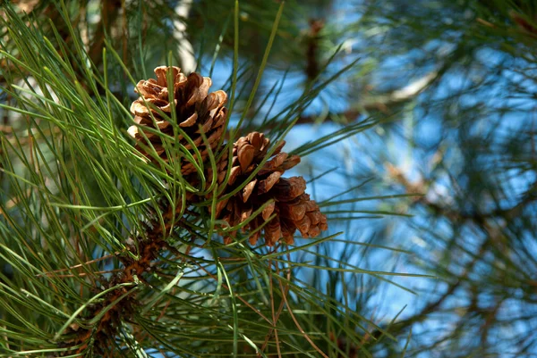 Strobiles shooted in forest near Kazanlak town               