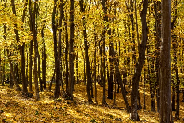 Scena Autunnale Con Alberi Foglie Colore Giallo — Foto Stock