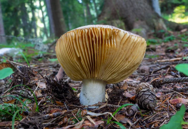 Wild Mushroom Growing Forest — стоковое фото