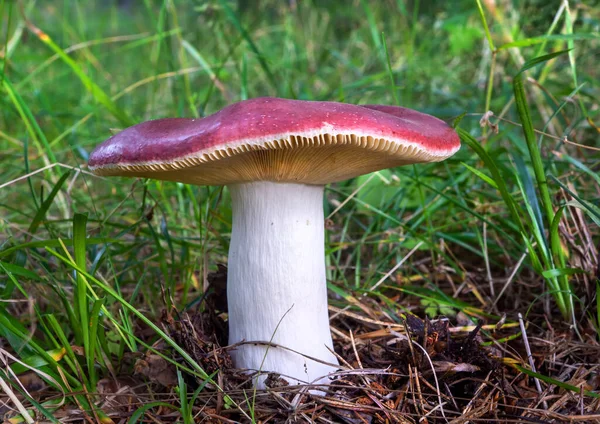 Funghi Selvatici Che Crescono Nella Foresta — Foto Stock