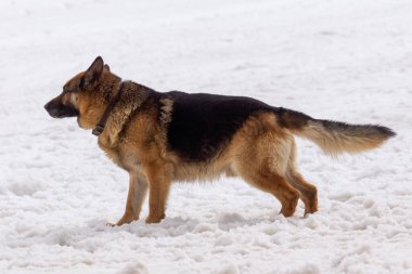Kar üzerinde Alman çoban köpeği