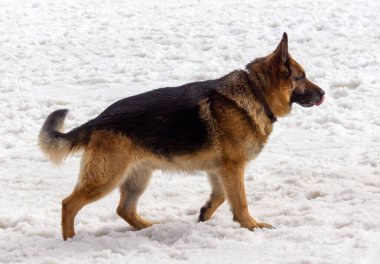 Kar üzerinde Alman çoban köpeği