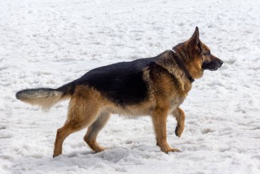 Kar üzerinde Alman çoban köpeği