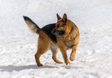 Kar üzerinde Alman çoban köpeği