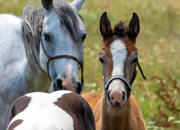 Föl Och Hästar Natur Bakgrund — Stockfoto