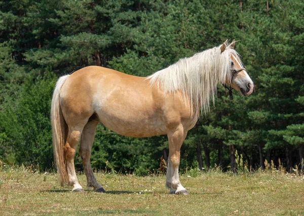 Cavalo Marrom Fundo Natureza — Fotografia de Stock