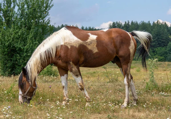 Cavalo Castanho Manchas Brancas — Fotografia de Stock