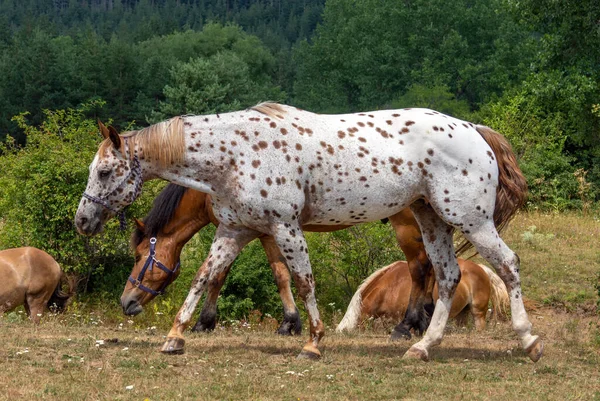 Cavalo Branco Manchas Marrons — Fotografia de Stock