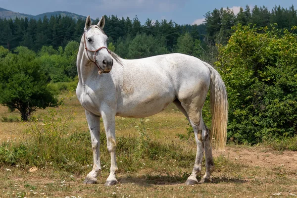 Cavallo Bianco Sfondo Naturale — Foto Stock