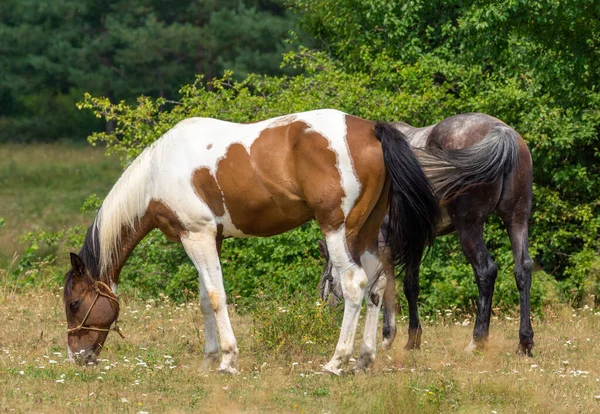 Cavalo Castanho Manchas Brancas — Fotografia de Stock