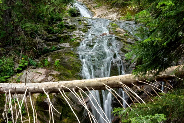 Albero Caduto Nel Canyon Delle Cascate Vicino Alla Città Smolyan — Foto Stock