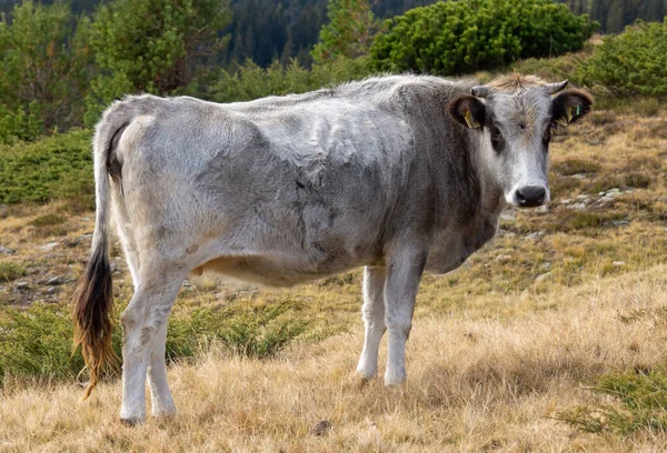 Magashegyi Szarvasmarhák Oldalnézete — Stock Fotó