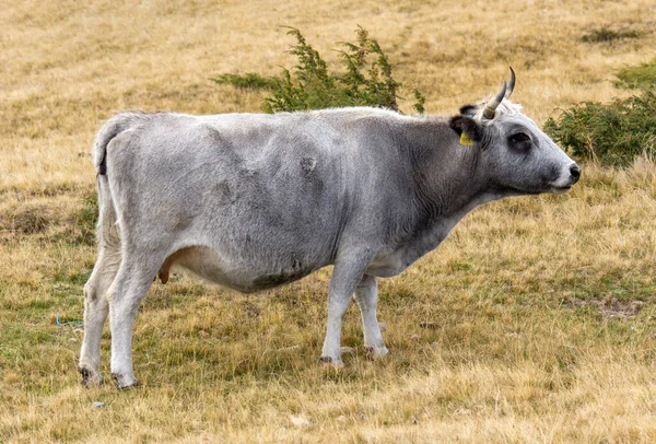 Magashegyi Szarvasmarhák Oldalnézete Jogdíjmentes Stock Képek