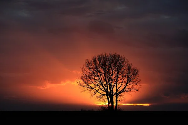 Uma árvore solitária no campo de Dobrudzha, Bulgária — Fotografia de Stock