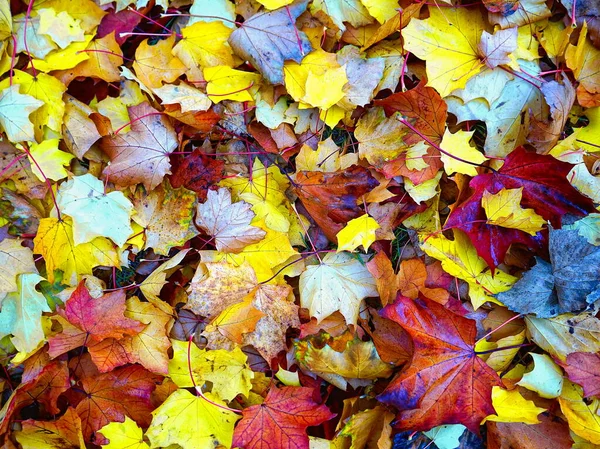 Closeup of multi-colored maple leaves in Vermont, USA