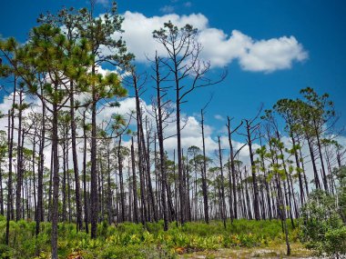 Bu kıyı parkı, anakarayı Perdido Key ve Meksika Körfezi 'nden ayıran adaşı Big Lagoon' un kuzey kıyısında yer alır..