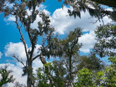 Canlı meşe ağaçları ve dallar görünüyor. Çoğu İspanyol Moss, Naval Live Oaks Doğa Koruma Alanı, Gulf Breeze, Florida, ABD
