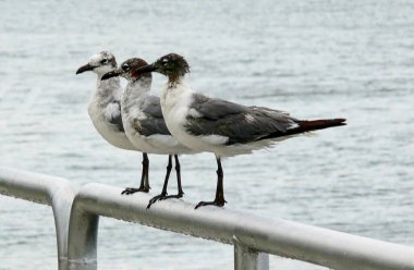 Pensacola Körfezi, Florida 'da bir trabzanın tepesine tünemiş martılar.