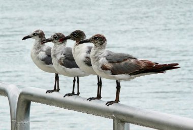 Pensacola Körfezi, Florida 'da bir trabzanın tepesine tünemiş martılar.
