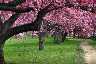 Mill River Park, Stamford, Connecticut 'ta kiraz ağaçları