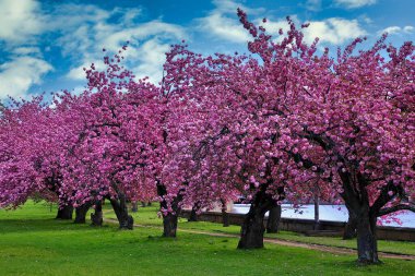 Mill River Park, Stamford, Connecticut 'ta kiraz ağaçları