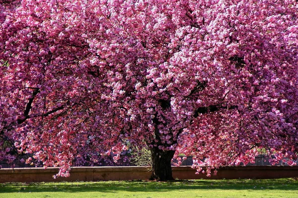 Kirschblütenbäume Mill River Park Stamford Connecticut — Stockfoto