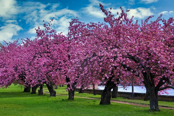Kirschblütenbäume Mill River Park Stamford Connecticut — Stockfoto