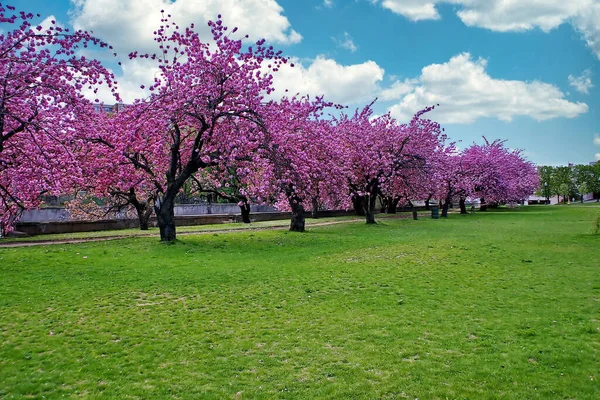 Drzewa Wiśni Parku Mill River Stamford Connecticut — Zdjęcie stockowe