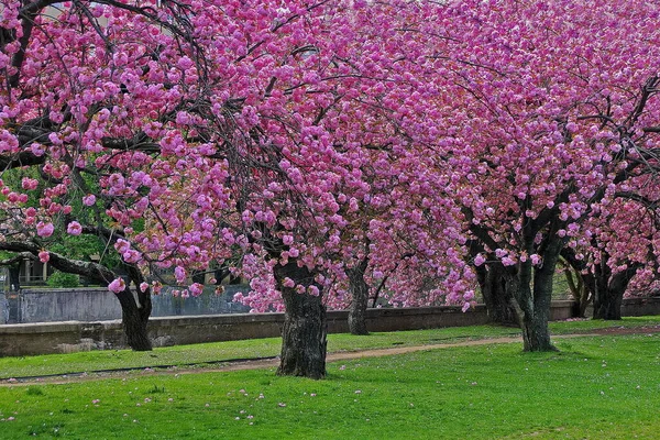 Kirschblütenbäume Einer Naturlandschaft Mill River Park Stamford Connecticut — Stockfoto