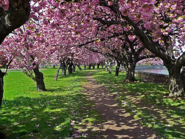 コネチカット州スタンフォードのミル川公園にある自然環境の桜 — ストック写真