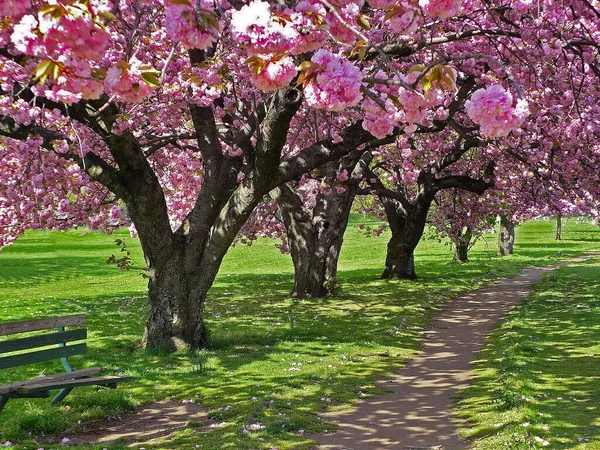 Kirschblütenbäume Einer Naturlandschaft Mill River Park Stamford Connecticut — Stockfoto