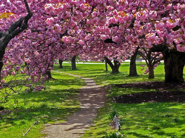 Mill River Park, Stamford, Connecticut 'ta bir doğa ortamında kiraz ağaçları.