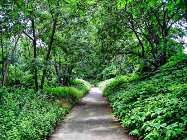 Nature Trail Spring Local Park Stamford Connecticut — Stock fotografie