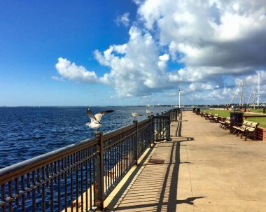 Martılar Pensacola, Florida 'da bir demiryoluna tünediler.