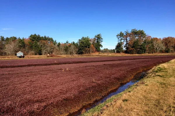 View Cranberry Stock Picture
