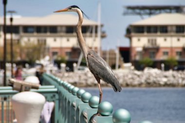 Pensacola, Florida, ABD 'deki bir iskelede pelikan görüntüsü.