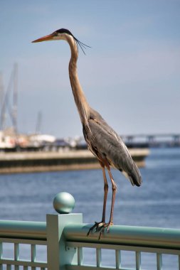 Pensacola, Florida, ABD 'deki bir iskelede pelikan görüntüsü.