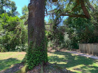 Bir yaz günü bahçedeki ağaçlar ve çalılar büyür.